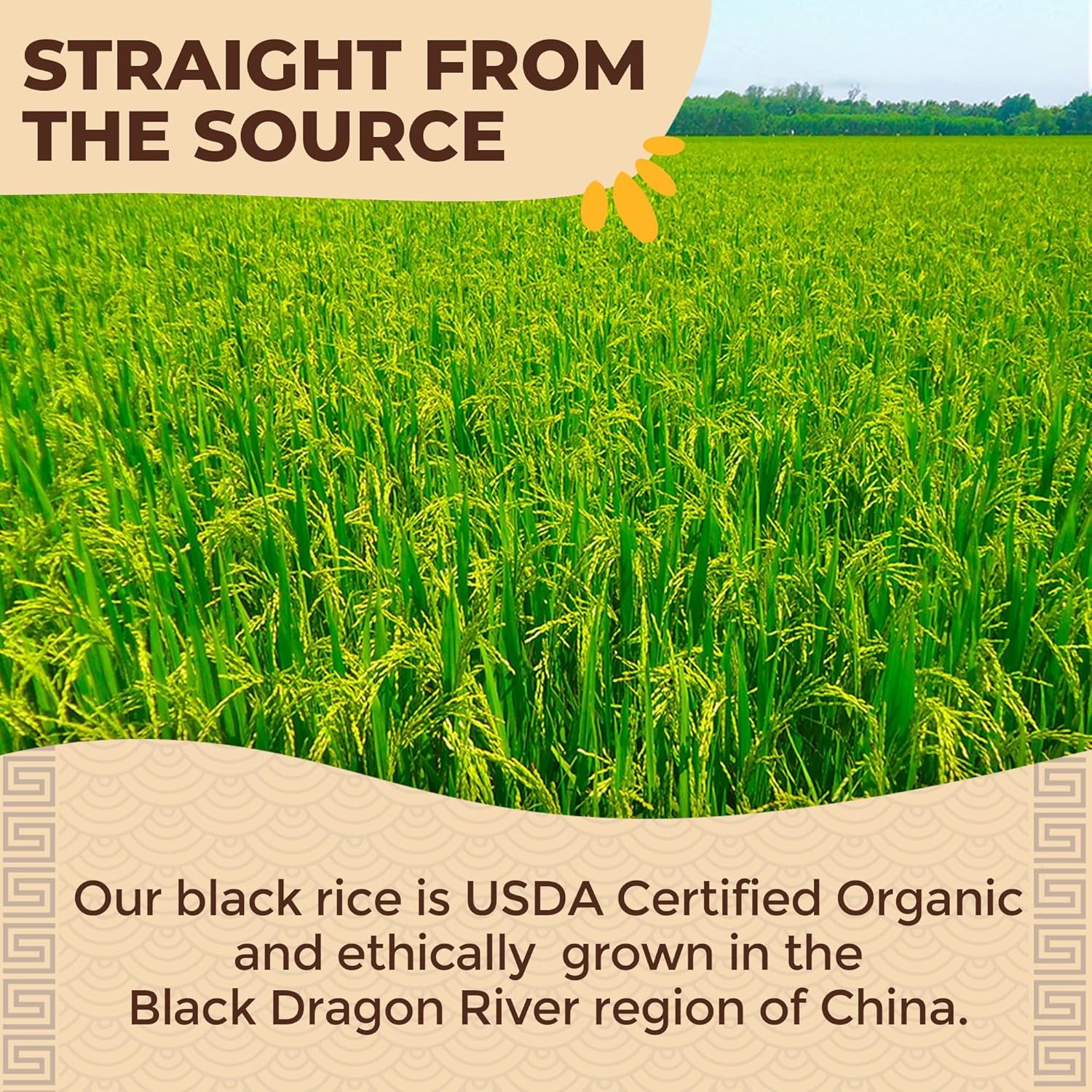 Lotus Foods Bulk Organic Forbidden Rice – Black, Gluten Free Heirloom, Whole G