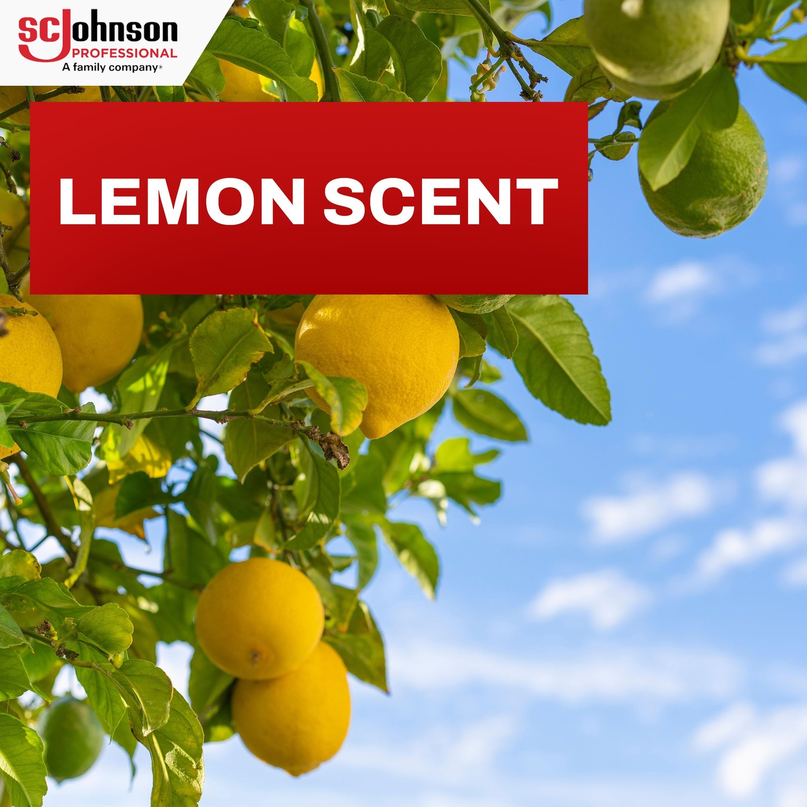 Multi Surface Furniture Polish Wood Shine Lemon Scent 14.2oz 6 Pack Professional