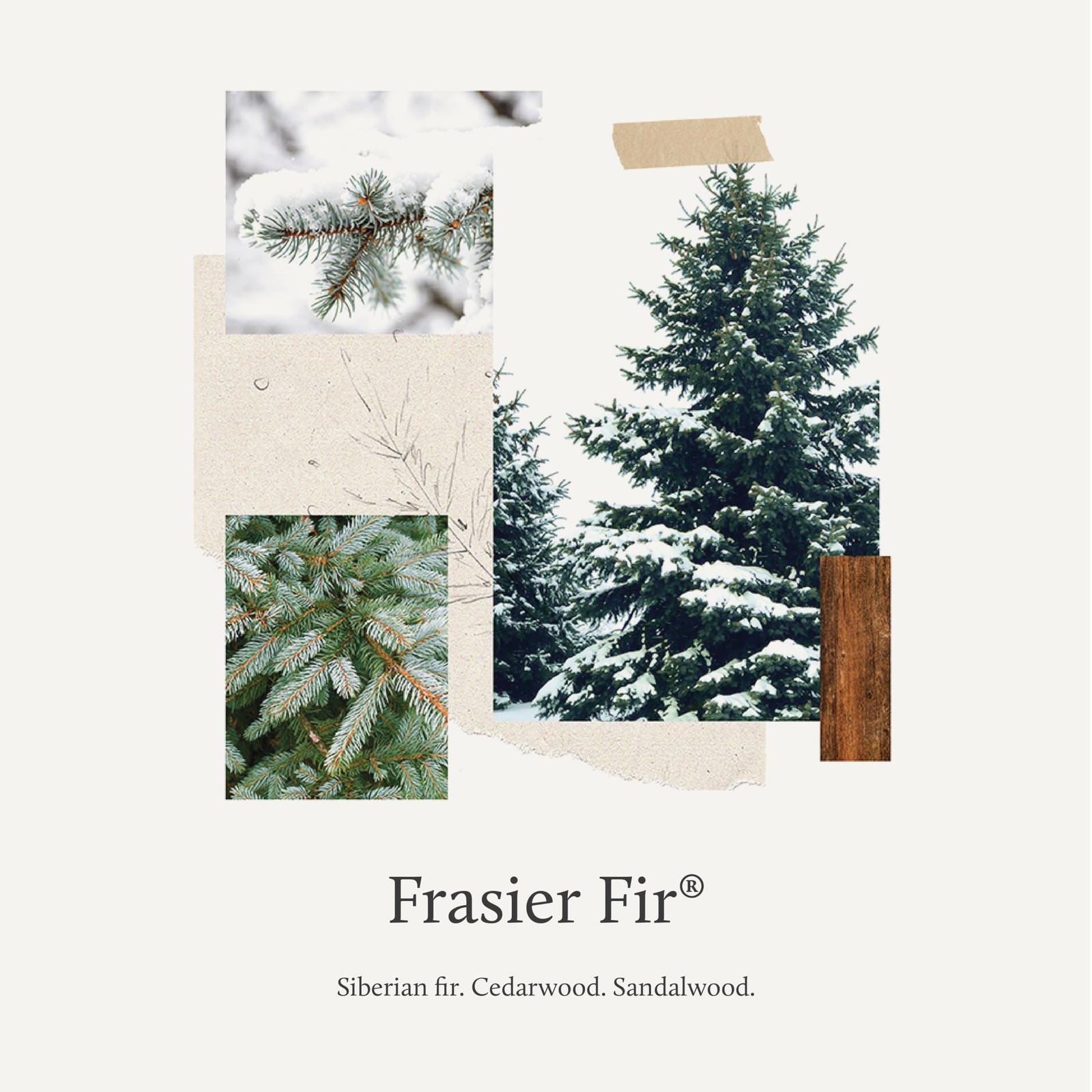 Frasier Fir All-Purpose Cleaner – Biodegradable Cleaner with Natural Essentia…