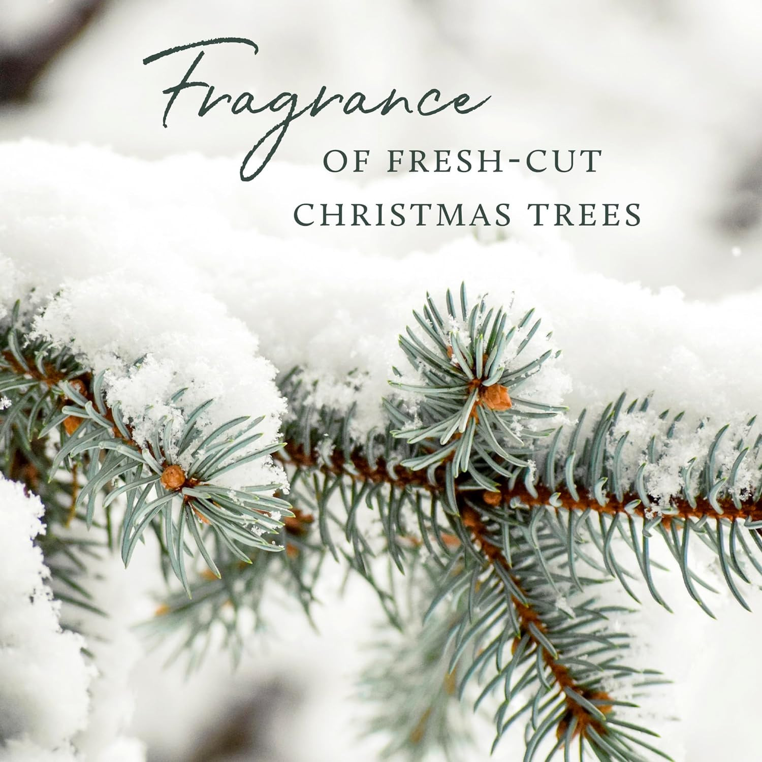 Frasier Fir All-Purpose Cleaner – Biodegradable Cleaner with Natural Essential O