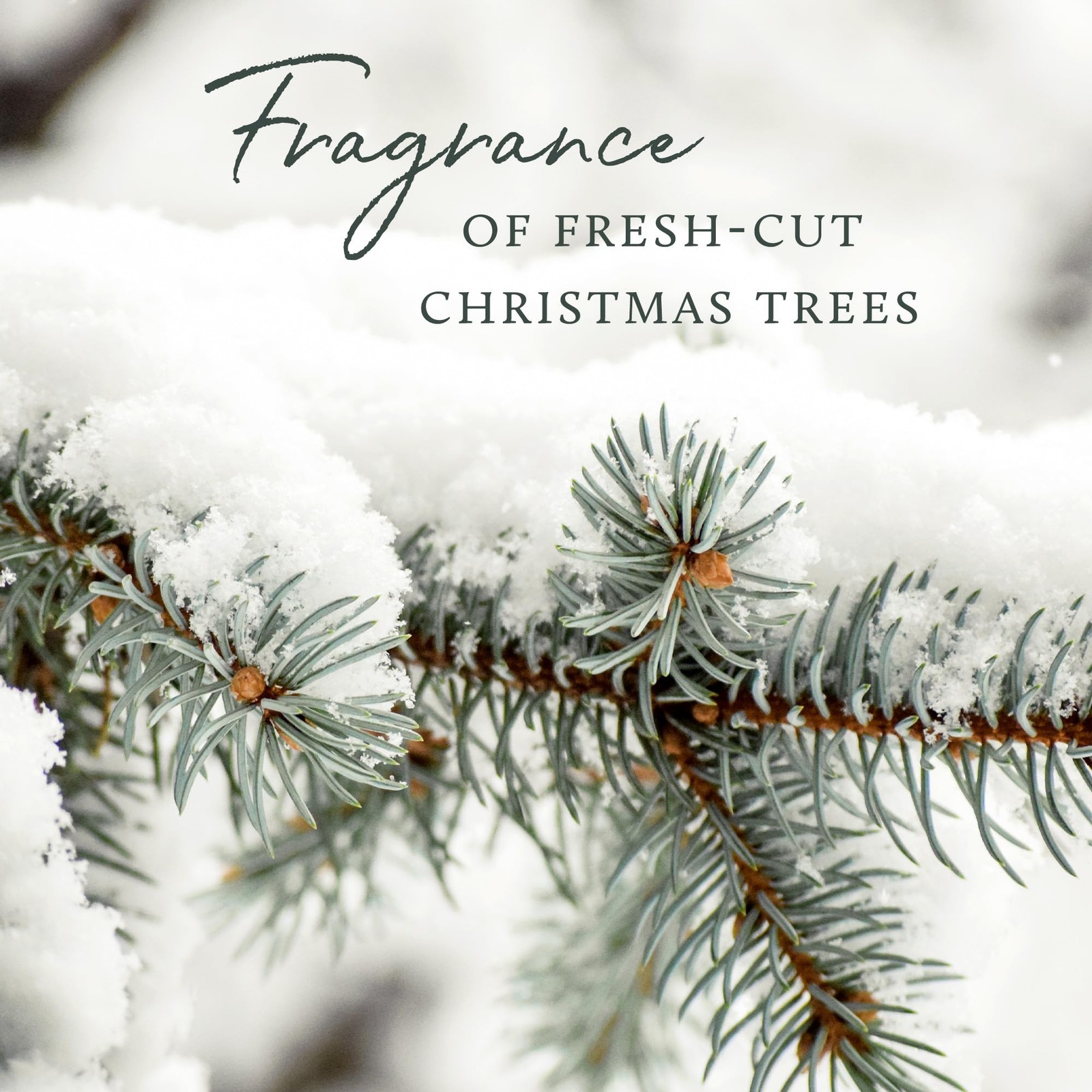 Frasier Fir All-Purpose Cleaner – Biodegradable Cleaner with Natural Essentia…