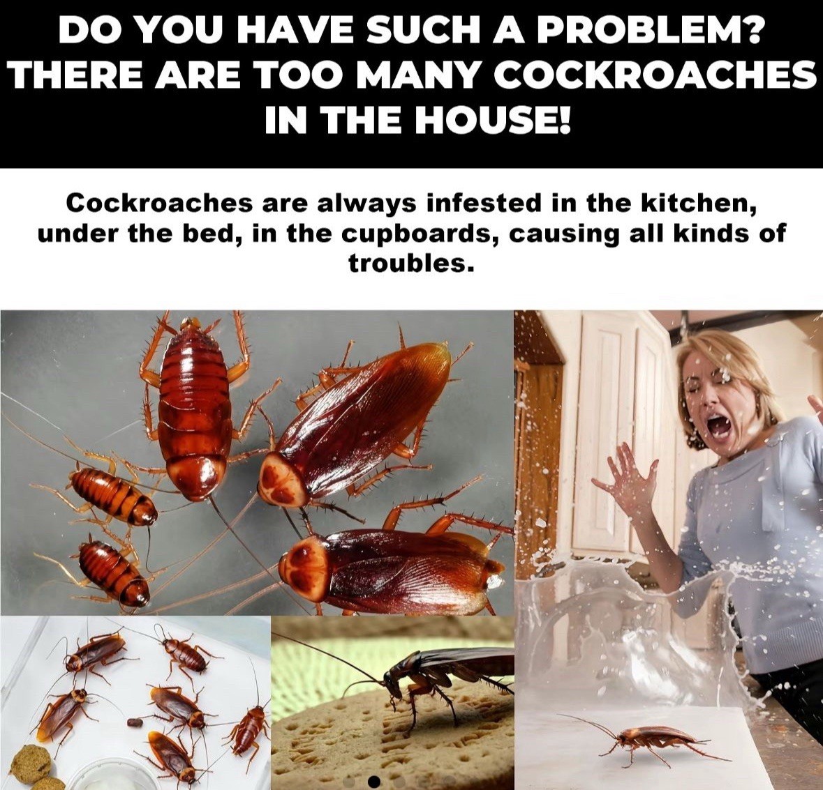 Home Protect Home Safe Clean Indoor Roach Cockroach Clean